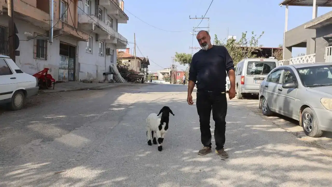 Hatay’da Kuzu Karabaş Ailenin Çocuğu Gibi Büyüyor! 3